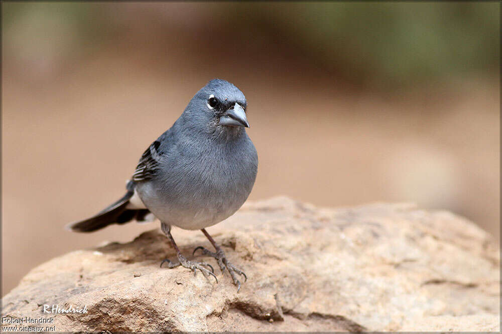 Tenerife Blue Chaffinch male adult, close-up portrait