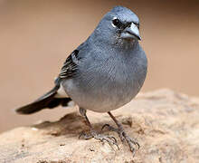 Tenerife Blue Chaffinch