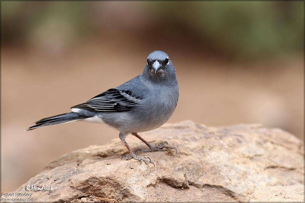 Tenerife Blue Chaffinch male adult breeding, pigmentation