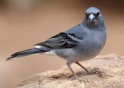 Tenerife Blue Chaffinch