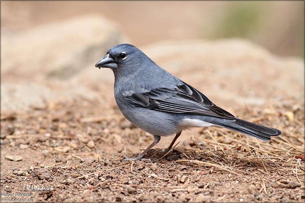 Tenerife Blue Chaffinch male adult breeding, identification