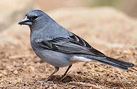 Tenerife Blue Chaffinch