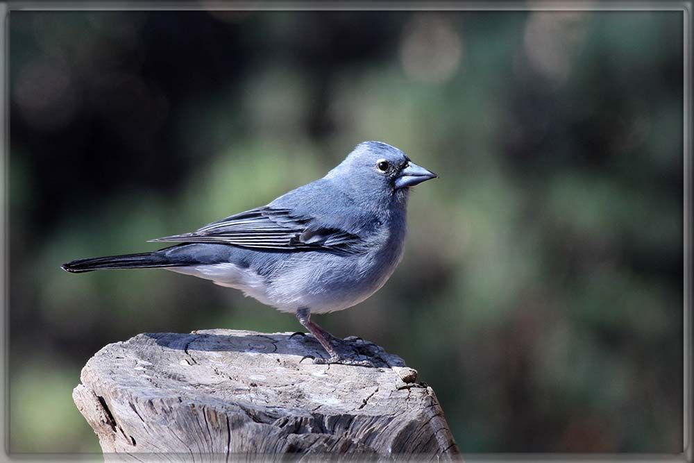 Tenerife Blue Chaffinch