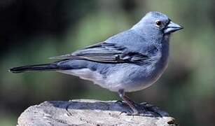 Tenerife Blue Chaffinch