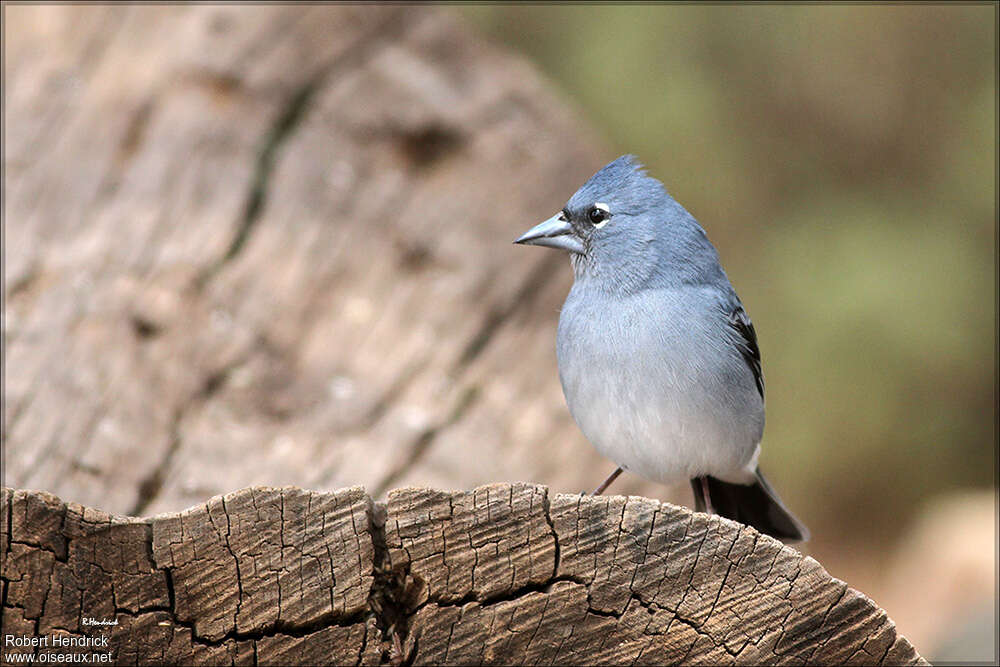 Tenerife Blue Chaffinch male adult, close-up portrait