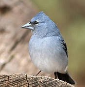 Tenerife Blue Chaffinch