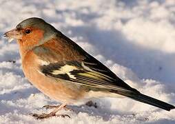 Eurasian Chaffinch