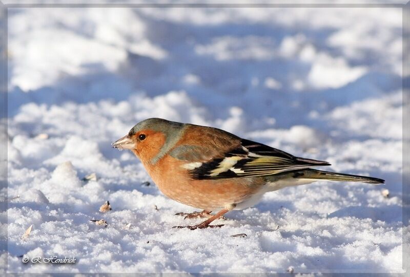 Common Chaffinch