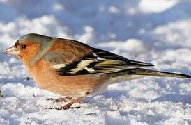 Eurasian Chaffinch