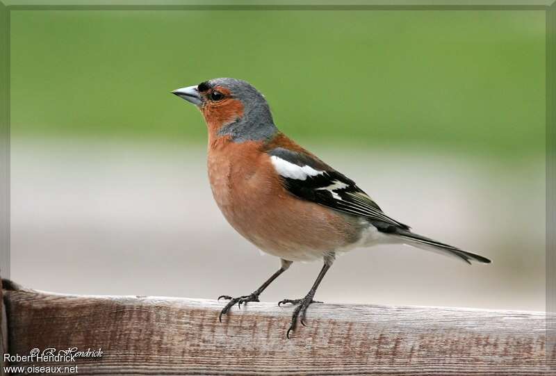 Common Chaffinch male adult breeding, identification