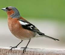 Eurasian Chaffinch