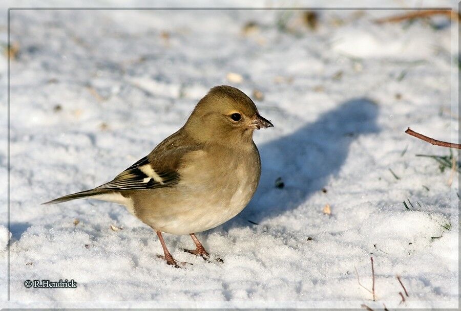 Eurasian Chaffinch