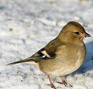 Common Chaffinch