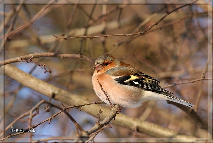 Eurasian Chaffinch