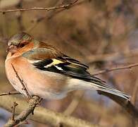 Common Chaffinch