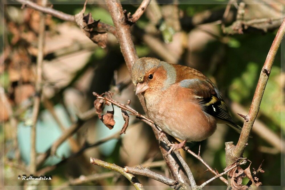 Common Chaffinch