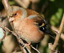 Common Chaffinch