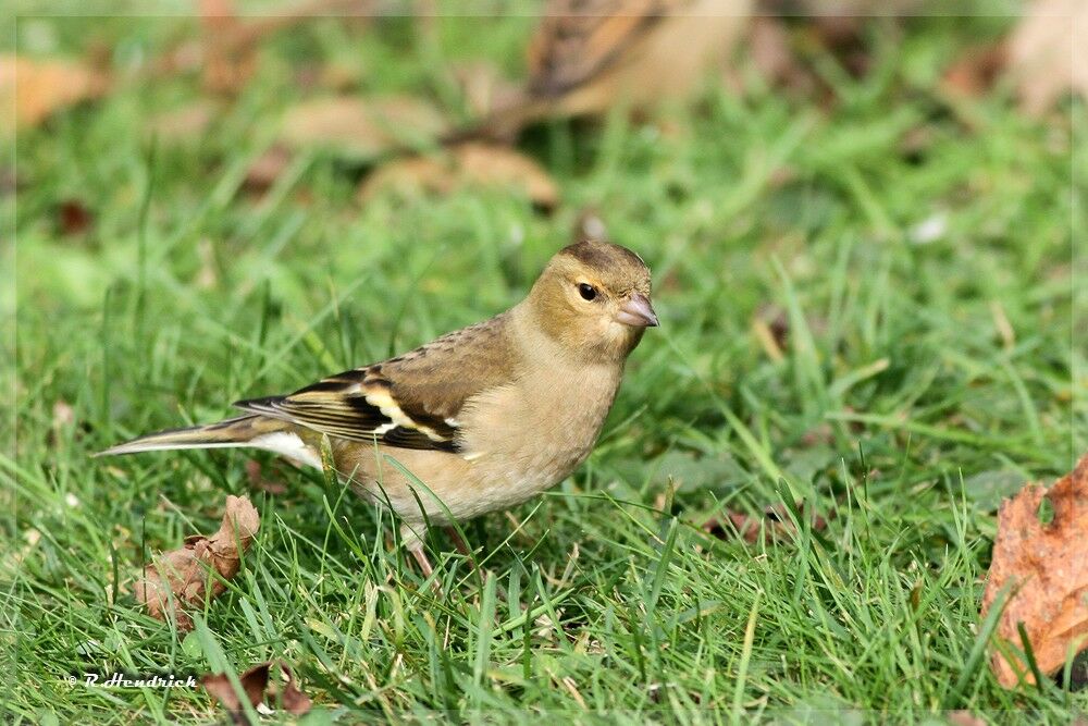 Eurasian Chaffinch