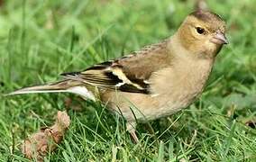 Eurasian Chaffinch