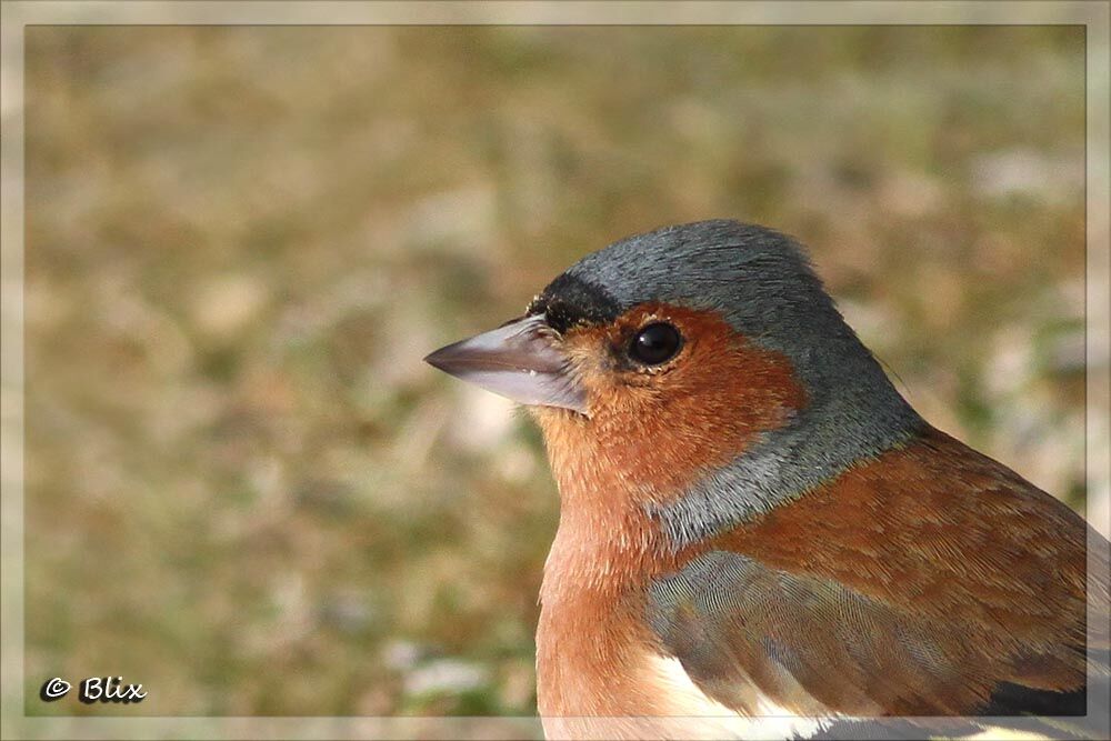 Common Chaffinch