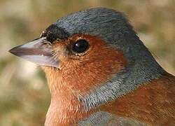 Eurasian Chaffinch