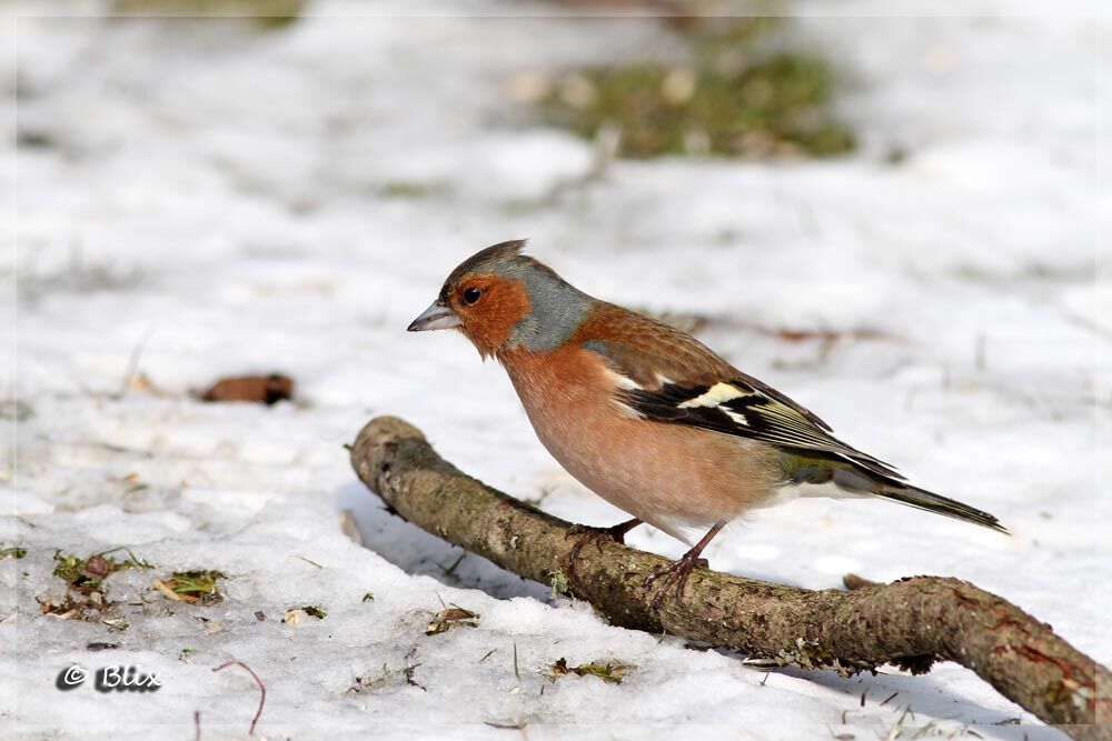 Common Chaffinch