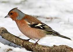 Eurasian Chaffinch