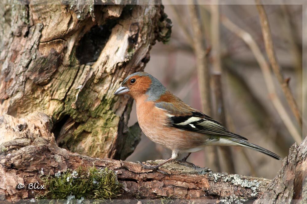 Pinson des arbres