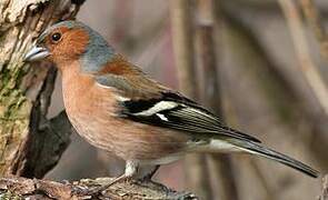 Common Chaffinch