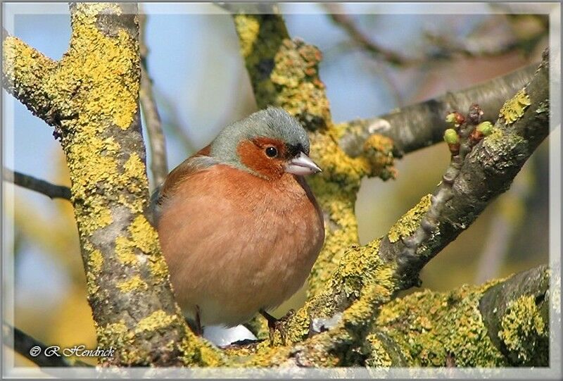 Common Chaffinch