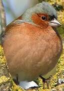 Eurasian Chaffinch