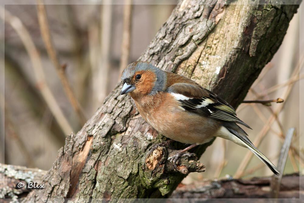 Eurasian Chaffinch