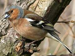 Common Chaffinch