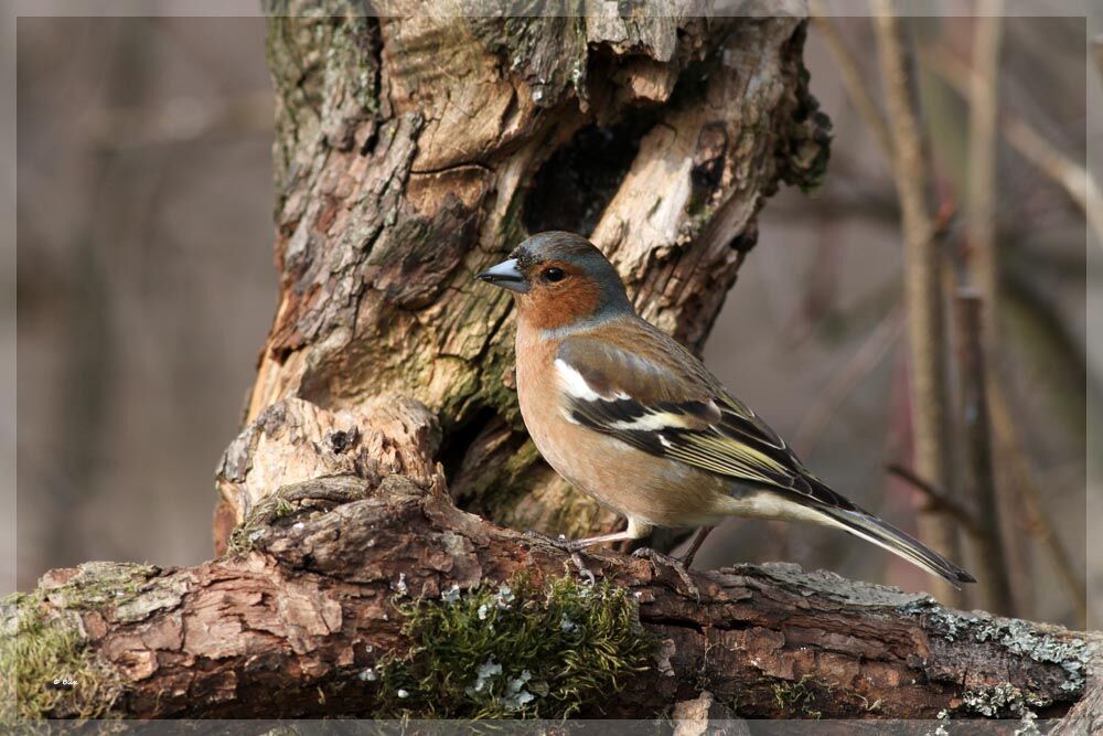 Common Chaffinch