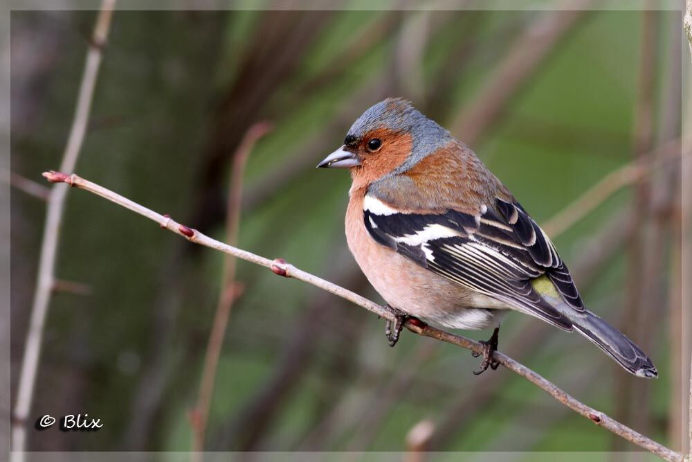 Eurasian Chaffinch