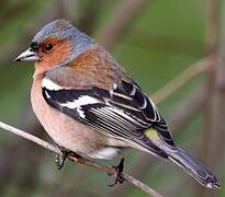 Eurasian Chaffinch