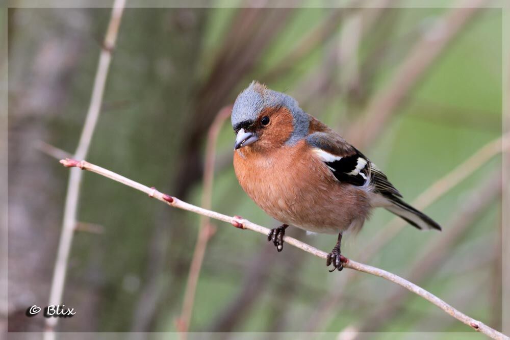 Common Chaffinch