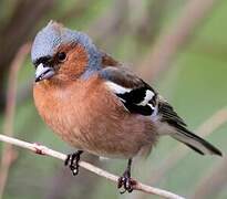 Eurasian Chaffinch