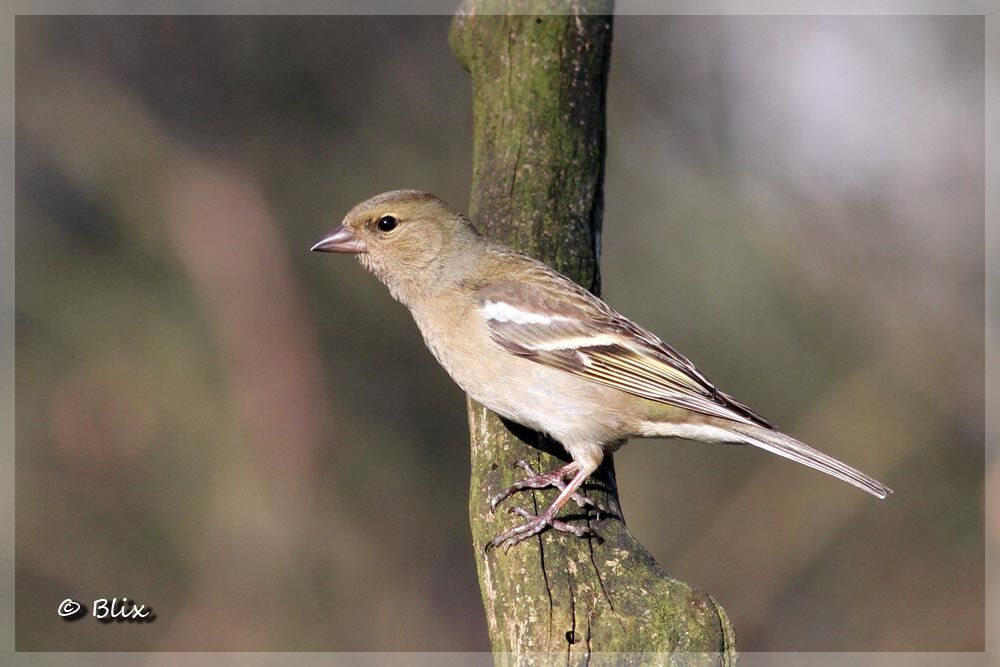 Eurasian Chaffinch