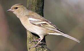 Eurasian Chaffinch