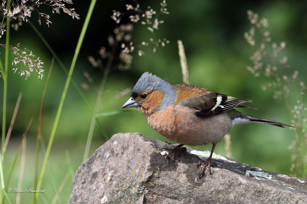 Common Chaffinch