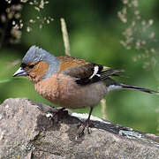 Common Chaffinch