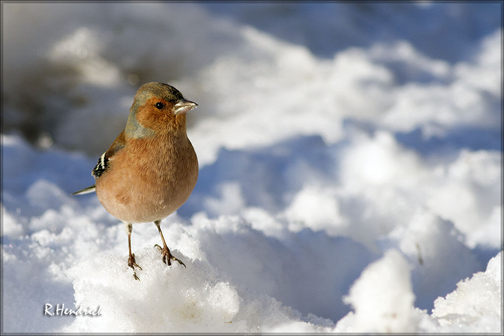 Common Chaffinch