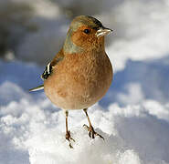 Eurasian Chaffinch