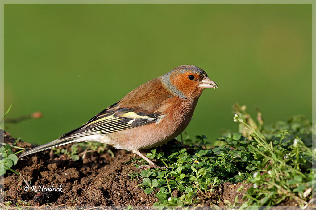 Common Chaffinch