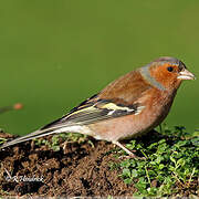 Common Chaffinch