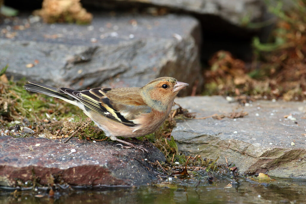 Eurasian Chaffinch