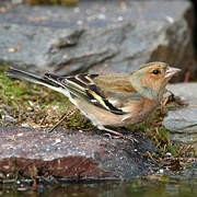 Common Chaffinch