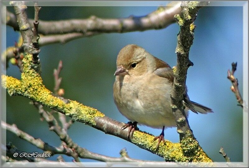 Common Chaffinch