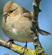 Eurasian Chaffinch